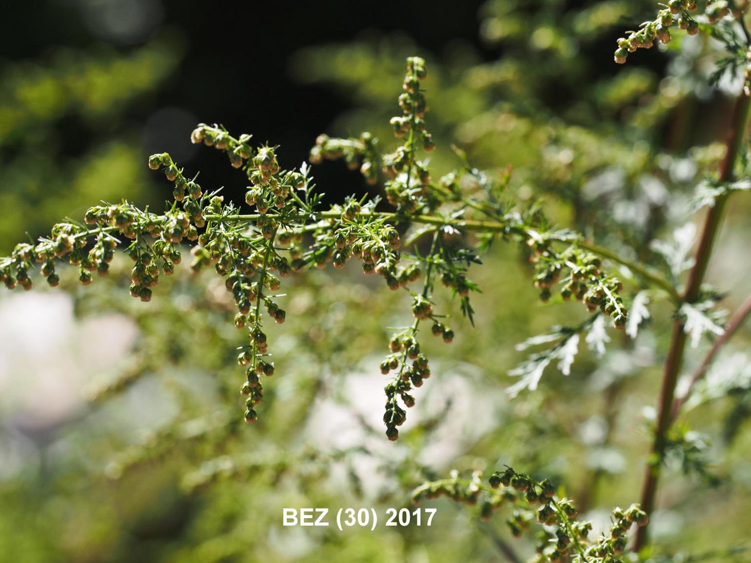 Mugwort, Annual